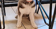 Tonnerre participe au concours pour gagner de l'argent avec cette photo : animal, black_chair, blue_eyes, canine, collar, dog, domestic_animal, fur, happy, husky, indoor, leash, metal_frame, pet, playful, puppy, sitting, smiling, tile_floor, young_dog