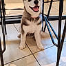 animal, black_chair, blue_eyes, canine, collar, dog, domestic_animal, fur, happy, husky, indoor, leash, metal_frame, pet, playful, puppy, sitting, smiling, tile_floor, young_dog