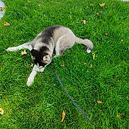 Tonnerre a rejoint le concours — aidez-le/la à gagner de superbes lots ! animal, canine, daylight, dog, fur, grass, green, husky, lawn, leaf, leash, nature, outdoor, pet, playful, puppy, relaxing, resting, summer, young