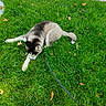 animal, canine, daylight, dog, fur, grass, green, husky, lawn, leaf, leash, nature, outdoor, pet, playful, puppy, relaxing, resting, summer, young