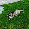 Tonnerre participe au concours pour gagner de l'argent avec cette photo : animal, autumn, black_and_white, canine, cute, dog, fur, grass, greenery, husky, leash, leaves, nature, outdoor, park, pet, playful, puppy, resting, young_dog