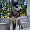 puppy, dog, siberian_husky, animal, pet, outdoor, steps, tongue_out, fur, ears, happy, nature, trees, sky, young, cute, portrait, sitting, daylight, canine