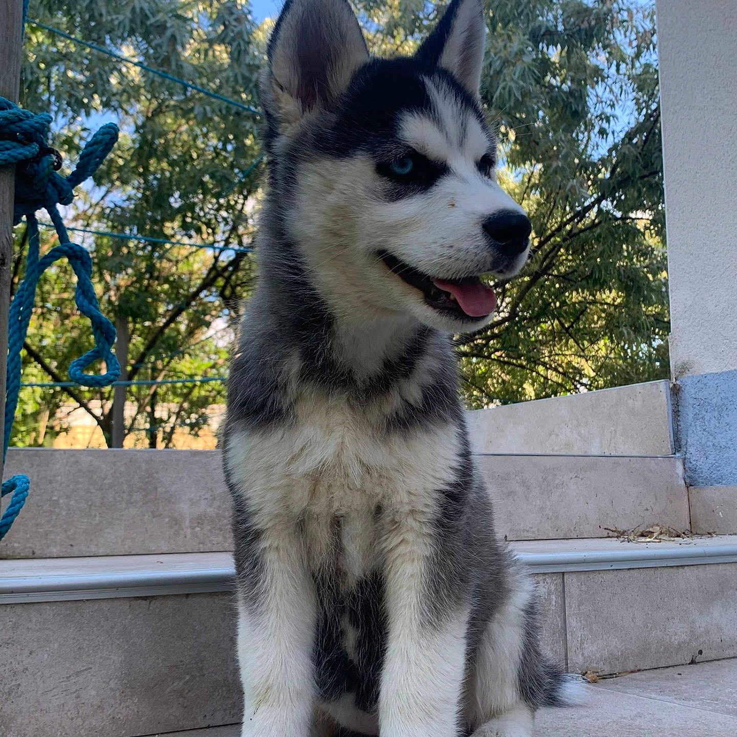 Tonnerre participe au concours pour gagner de l'argent avec cette photo : puppy, dog, siberian_husky, animal, pet, outdoor, steps, tongue_out, fur, ears, happy, nature, trees, sky, young, cute, portrait, sitting, daylight, canine