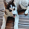 Tonnerre a rejoint le concours — aidez-le/la à gagner de superbes lots ! animal, blue_eye, brown_eye, canine, collar, curious, cute, dog, fur, heterochromia, husky, leash, outdoor, pet, playful, puppy, resting, tongue_out, wooden_deck, young
