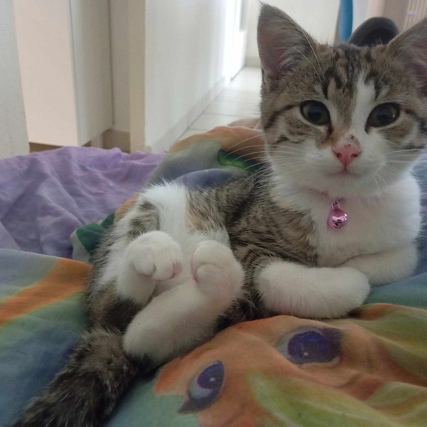 Mia participe au concours pour gagner de l'argent avec cette photo : abyssinian, animal, bed, bedroom, blanket, cat, couch, cushion, furniture, homedecor, indoors, kitten, linen, manx, person, pet, quilt, room, siamese, sleeping