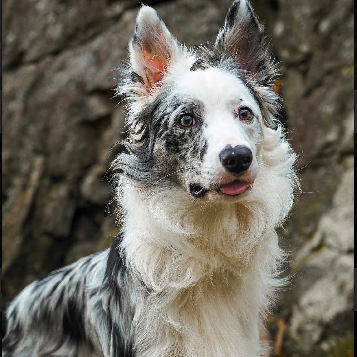 Loki a rejoint le concours — aidez-le/la à gagner de superbes lots ! animal, bodypart, canine, cockerspaniel, collie, dog, eskimodog, hound, husky, mouth, papillon, person, pet, poodle, puppy, terrier, whitedog