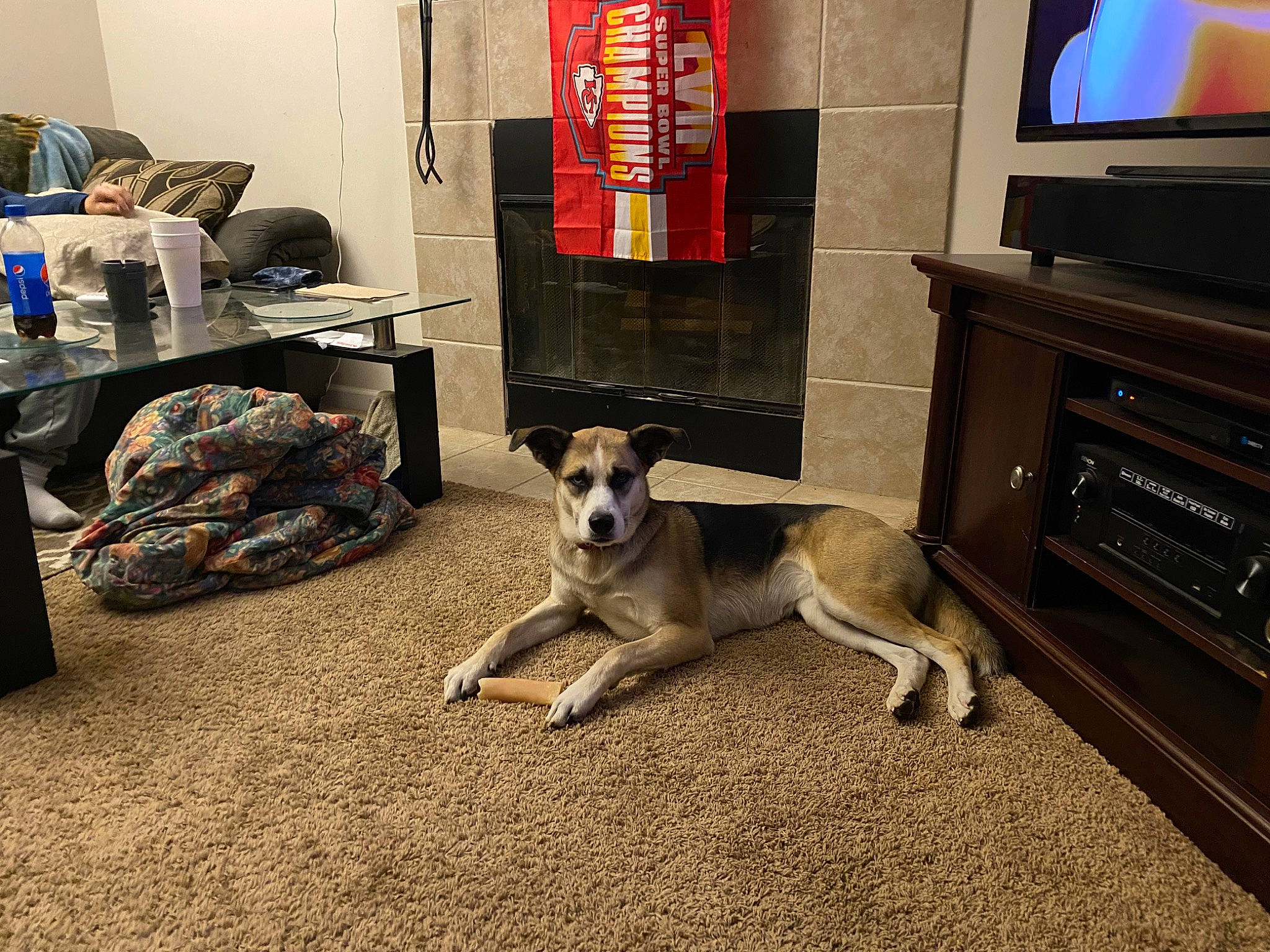 Lily joined the competition — help win amazing prizes! building, cabinetry, carnivore, companion_dog, display_device, dog, dog_breed, entertainment_center, fawn, flat_panel_display, flooring, hardwood, home_appliance, lcd_tv, living_room, machine, picture_frame, room, television, television_set
