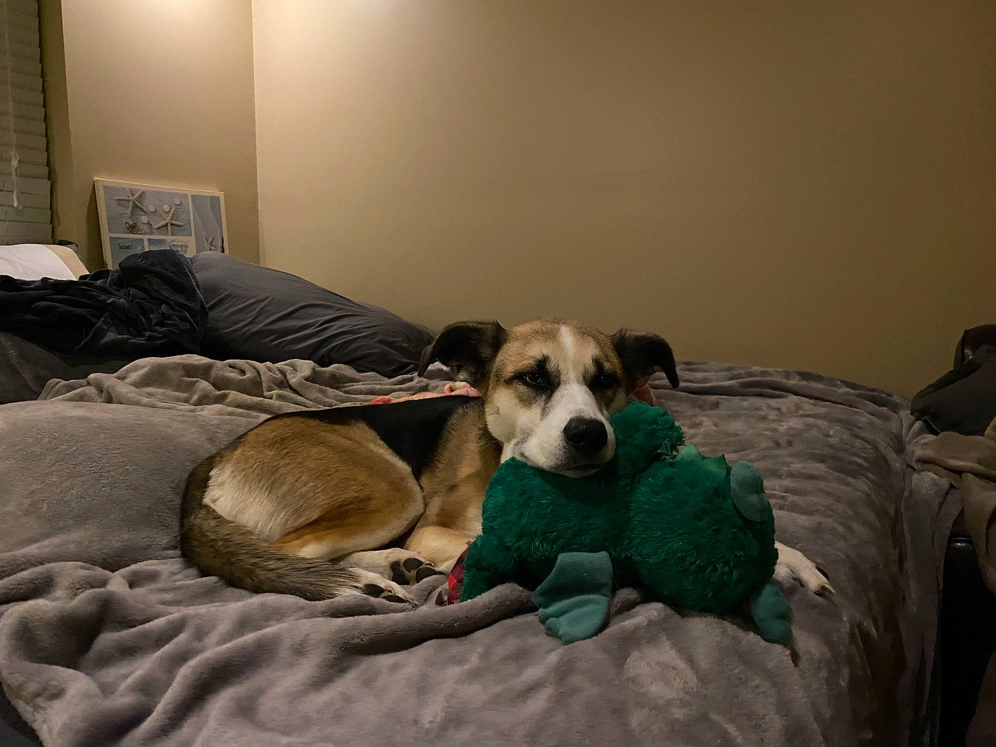 Lily is registered to the contest to win money with this photo: canidae, carnivore, comfort, companion_dog, couch, dog, dog_bed, dog_breed, dog_supply, fawn, flooring, fur, hardwood, linens, living_room, pet_supply, room, snout, sporting_group, working_animal