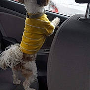 Justice joined the competition — help win amazing prizes! accessories, animal, belt, canine, car, clothing, coat, cushion, dog, face, head, headrest, homedecor, person, pet, photography, portrait, puppy, transportation, vehicle