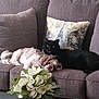 animal, architecture, building, canine, cat, chair, couch, cushion, dog, flower, flowerarrangement, flowerbouquet, furniture, homedecor, indoors, linen, livingroom, pet, plant, room