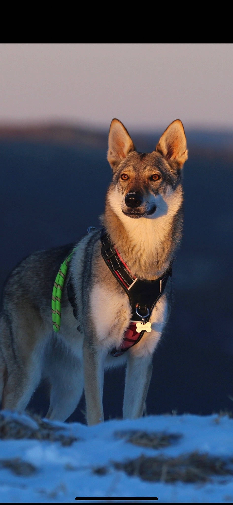 Owana participe au concours pour gagner de l'argent avec cette photo : canidae, carnivore, collar, companion_dog, dog, dog_breed, dog_collar, dog_supply, fawn, fur, leash, pet_supply, snout, snow, sporting_group, terrestrial_animal, whiskers, wildlife, working_animal, working_dog