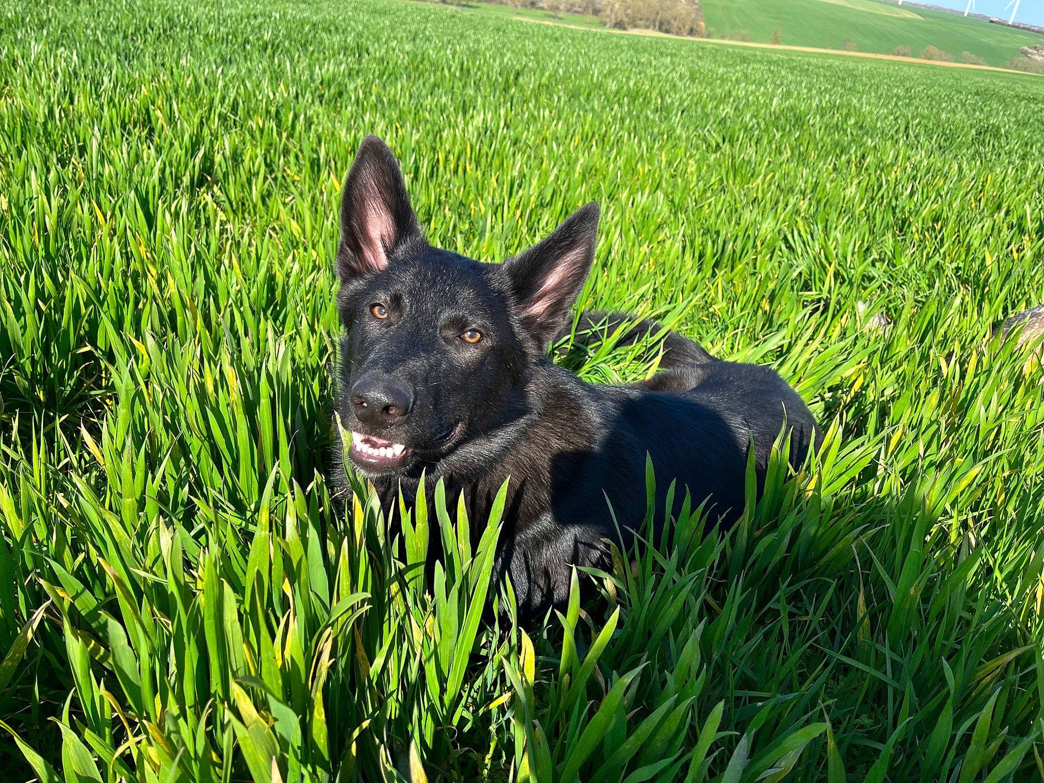 Sirius participe au concours pour gagner de l'argent avec cette photo : canidae, carnivore, companion_dog, dog, dog_breed, field, grass, grassland, groundcover, herbaceous_plant, herding_dog, non_sporting_group, pasture, plant, prairie, snout, sporting_group, terrestrial_animal, working_animal, working_dog