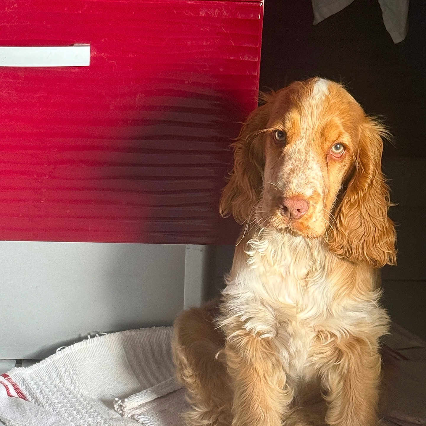 Barry participe au concours pour gagner de l'argent avec cette photo : dog, puppy, golden, white, fur, sitting, indoor, rug, cabinet, red, sunlight, shadow, cute, pet, animal, ears, floor, portrait, looking, young