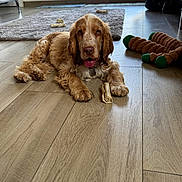 Barry participe au concours pour gagner de l'argent avec cette photo : dog, indoor, wooden_floor, rug, toy, rawhide_bone, natural_light, window, pet, brown_dog, relaxed, tongue_out, floor, home, domestic_animal, furniture, cozy, playing, animal, cute