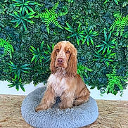 Barry a rejoint le concours — aidez-le/la à gagner de superbes lots ! animal, blue_bed, botanical_wall, brown_fur, cute, dog, dog_bed, ferns, fluffy, front_facing, greenery, indoor, long_ears, pet, plants, portrait, sitting, spaniel, white_fur, wooden_floor