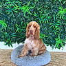 dog, spaniel, pet, animal, portrait, sitting, fluffy, long_ears, brown_fur, white_fur, blue_bed, dog_bed, indoor, plants, ferns, greenery, botanical_wall, wooden_floor, front_facing, cute