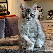 Horus participe au concours pour gagner de l'argent avec cette photo : animal, cat, chair, cute, decor, figurine, fluffy, fur, furniture, gray_tabby, home, indoor, kitten, lace_tablecloth, paw, pet, portrait, shelf, sitting, table