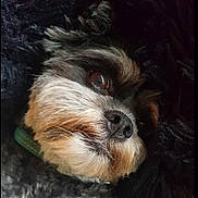 Sami is registered to the contest to win money with this photo: dog, close_up, fur, face, pet, animal, resting, cozy, curly_fur, black, white, brown, cute, portrait, collar, domestic_animal, snout, whiskers, sleepy, soft_texture