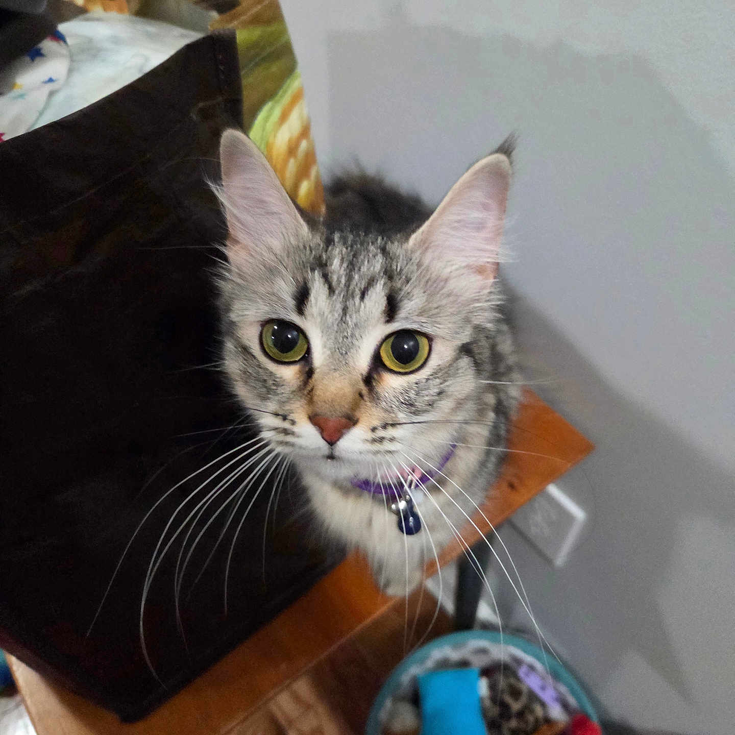 Sassy is registered to the contest to win money with this photo: animal, bag, basket, cat, close_up, collar, curious, cute, domestic_animal, feline, floor, household, indoor, looking_up, pet, purple_collar, tabby, toys, whiskers, wooden_surface