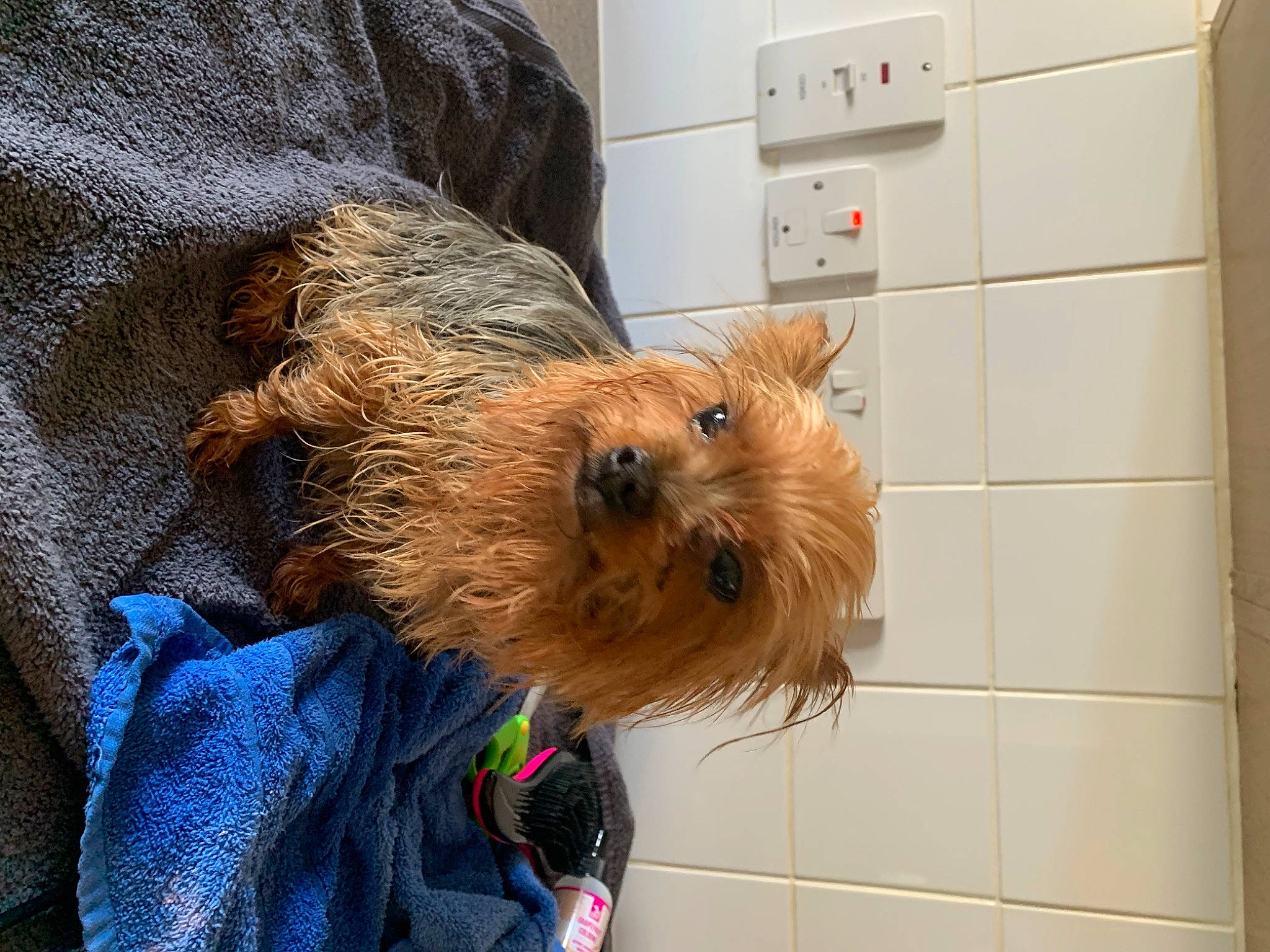 Tula joined the competition — help win amazing prizes! cabinetry, canidae, carnivore, collar, companion_dog, dog, dog_breed, dog_clothes, dog_collar, dog_supply, fawn, fur, liver, pet_supply, small_terrier, sporting_group, terrier, toy_dog, working_animal, yorkshire_terrier