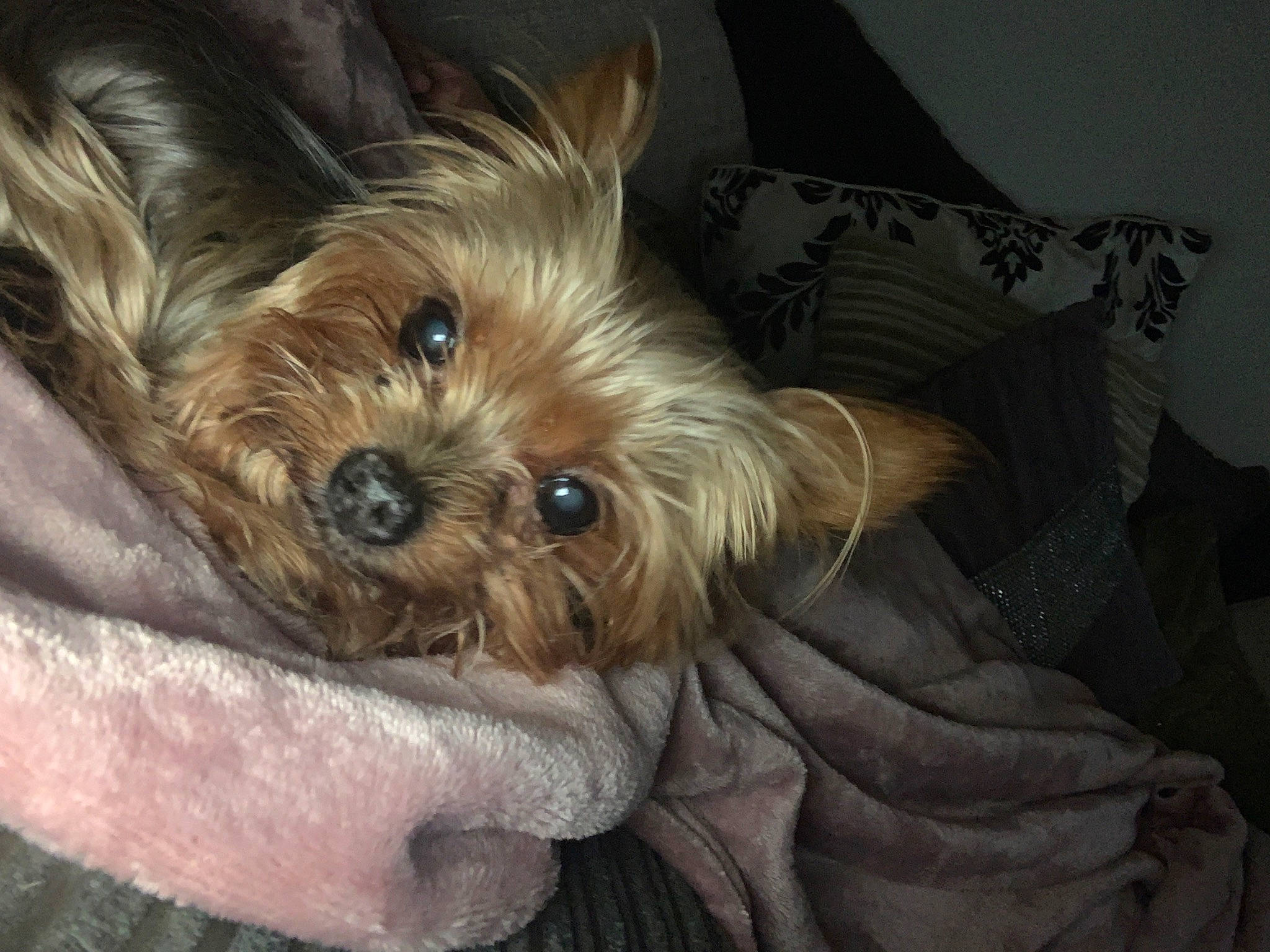 Tula is registered to the contest to win money with this photo: biewer_terrier, canidae, carnivore, comfort, companion_dog, dog, dog_breed, ear, fawn, fur, linens, liver, small_terrier, snout, sporting_group, terrestrial_animal, toy_dog, working_animal, yorkipoo