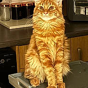 Biggiesmallz joined the competition — help win amazing prizes! alert, appliance, cat, container, counter, domestic_cat, ears, eyes, feline, fluffy_fur, fur, indoor, kitchen, orange_tabby, pet, sitting, tabletop, tray, whiskers, wooden_cabinet