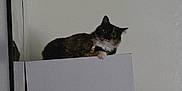 Phoebe joined the competition — help win amazing prizes! cat, tortoiseshell, box, cardboard_box, indoor, stacked_boxes, feline, pet, resting, wall, sitting, container, animal, fur, looking, home, quiet, domestic, curious, still