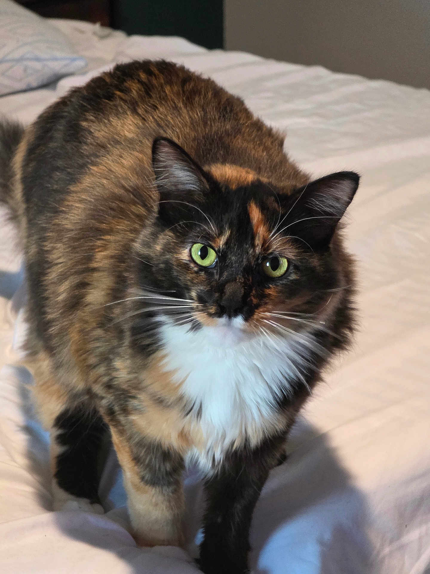 Phoebe
