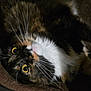 Phoebe joined the competition — help win amazing prizes! cat, tortoiseshell_cat, pet, feline, whiskers, yellow_eyes, fur, close_up, lying_down, soft_surface, indoor, animal, cute, curious, face, portrait, relaxed, mammal, domestic_animal, resting