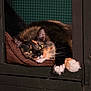 Phoebe is registered to the contest to win money with this photo: cat, tortoiseshell, paw, fur, whiskers, yellow_eyes, relaxed, indoor, blanket, wooden_enclosure, pet, cute, feline, cozy, resting, curious, closeup, animal, mammal, cute_pet