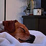 dog, sleeping, blanket, cozy, indoor, pet, relaxation, brown_dog, snout, fur, couch, home, quiet, peaceful, closeup, rest, comfort, animal, domestic, napping