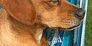 Jax joined the competition — help win amazing prizes! dog, brown_dog, sleeping, hammock, outdoor, paw, closeup, resting, relaxed, pet, canine, sunlight, furry, animal, nature, comfort, texture, peaceful, nap, daytime