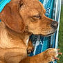 dog, brown_dog, sleeping, hammock, outdoor, paw, closeup, resting, relaxed, pet, canine, sunlight, furry, animal, nature, comfort, texture, peaceful, nap, daytime