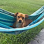 dog, brown_dog, hammock, outdoor, grass, greenery, pet, animal, relaxing, sunny_day, backyard, canine, resting, nature, leisure, one_ear_flopped, curious_expression, blue_hammock, summer, domestic_animal