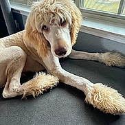 Maverick joined the competition — help win amazing prizes! bed, cozy, curious, curtain, dog, eyes, fur, grooming, indoor, light, lounging, paws, pet, poodle, portrait, pup, shaved, snout, window, windowsill