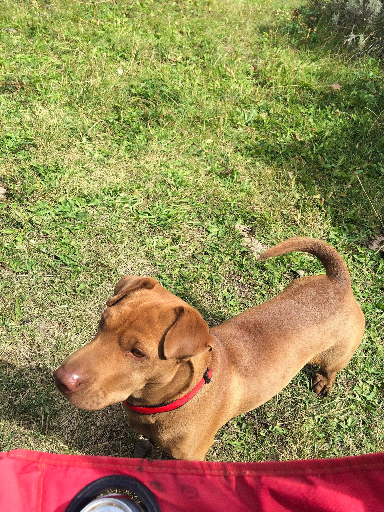 Dorathy is registered to the contest to win money with this photo: broholmer, canidae, carnivore, dog, dog_breed, fawn, grass, hunting_dog, mammal, mountain_cur, redbone_coonhound, rhodesian_ridgeback, snout, sporting_group, vertebrate, vizsla, working_dog