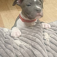Abaddon participe au concours pour gagner de l'argent avec cette photo : puppy, dog, pet, collar, blanket, soft_texture, wooden_floor, indoor, cute, young, animal, fur, paw, white_paw, gray_fur, curious, close_up, domestic_animal, companion, mammal