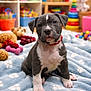 Abaddon participe au concours pour gagner de l'argent avec cette photo : puppy, dog, pet, blanket, paw_prints, toy, stuffed_animal, playroom, colorful, red_collar, indoor, floor, young_dog, cute, animal, sitting, soft, furry, domestic_animal, background