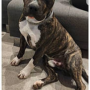 Volf participe au concours pour gagner de l'argent avec cette photo : dog, brindle, chain_collar, indoor, couch, concrete_floor, pet, animal, sitting, white_paws, white_chest, canine, furniture, blanket, person_partial, domestic, companion, attention, household, cute