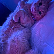 Ginger joined the competition — help win amazing prizes! bed, bell, belly, blanket, cat, close_up, collar, cozy, fluffy, furry, indoor, looking_at_camera, nighttime, orange_cat, paws, pink_lighting, portrait, purple_lighting, relaxed, whiskers