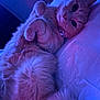 bed, bell, belly, blanket, cat, close_up, collar, cozy, fluffy, furry, indoor, looking_at_camera, nighttime, orange_cat, paws, pink_lighting, portrait, purple_lighting, relaxed, whiskers