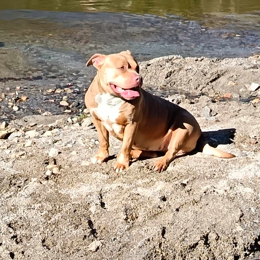 Nala a rejoint le concours — aidez-le/la à gagner de superbes lots ! animal, canine, daytime, dog, ears, fur, happy, landscape, mammal, nature, outdoor, peaceful, pet, relaxing, riverbank, rocky_shore, sitting, sunlight, tongue_out, water