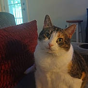 Snuggles is registered to the contest to win money with this photo: calico_cat, cat, close_up, couch, cozy, curious, domestic_animal, door, ears, feline, fur, indoor, living_room, looking_at_camera, pet, red_pillow, seated, soft_light, whiskers, window