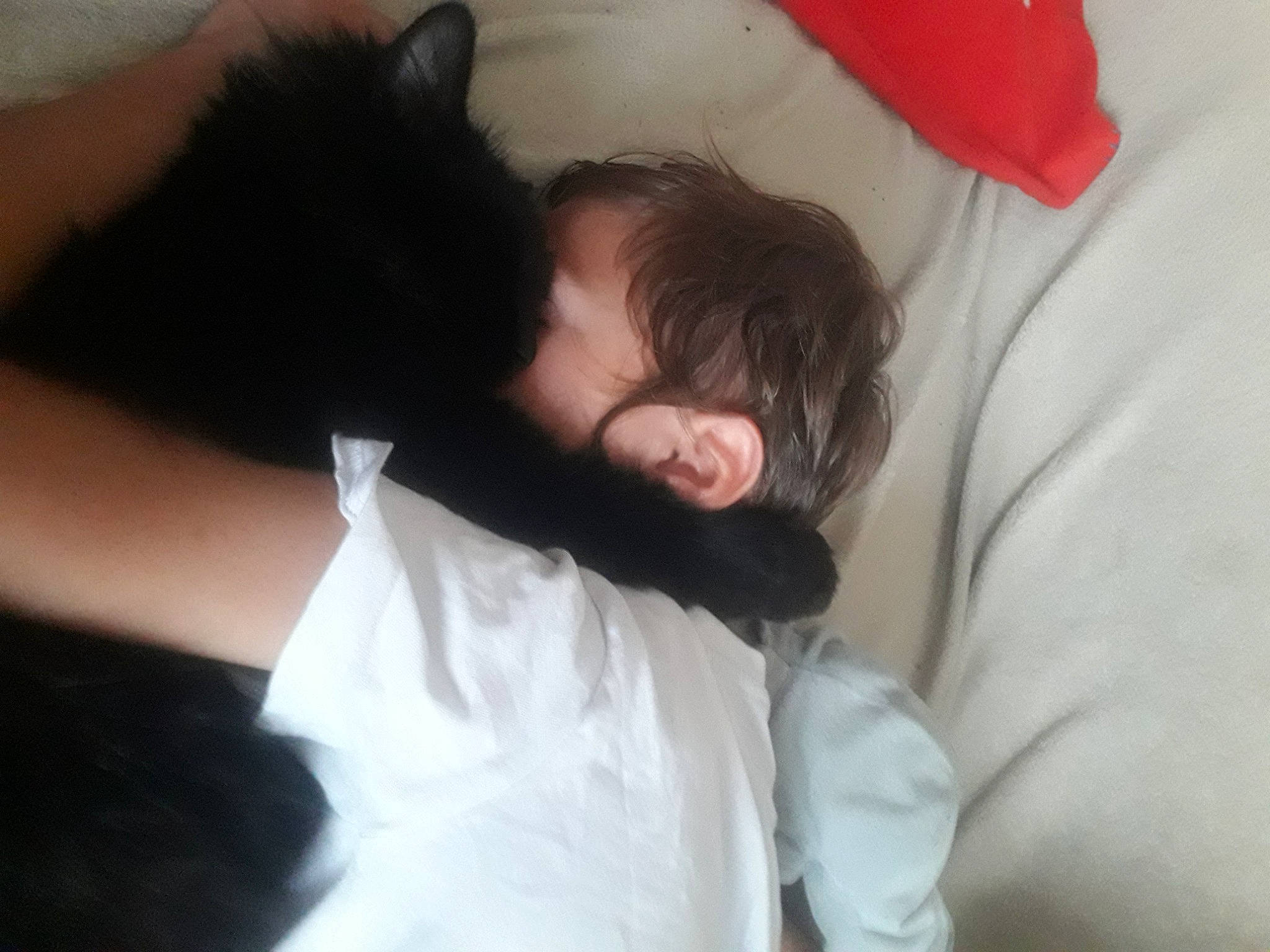 Kiki a rejoint le concours — aidez-le/la à gagner de superbes lots ! abdomen, beard, bed, bedding, cat, comfort, elbow, facial_hair, felidae, fun, fur, gesture, linens, nap, neck, pillow, room, small_to_medium_sized_cats, t_shirt, whiskers