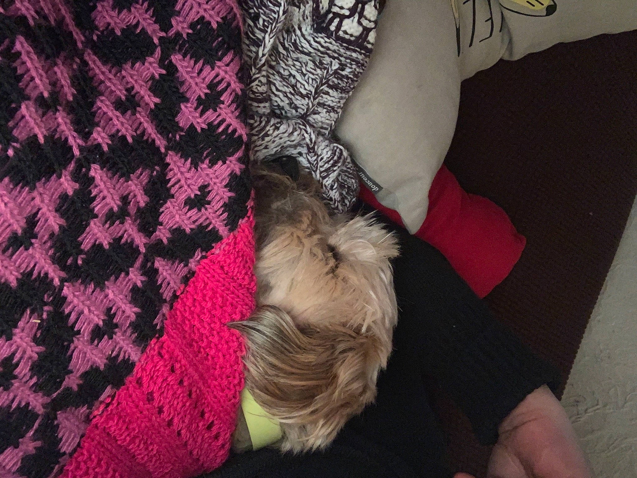 Oby participe au concours pour gagner de l'argent avec cette photo : canidae, carnivore, comfort, fawn, fur, leg, nap, puppy, sleep