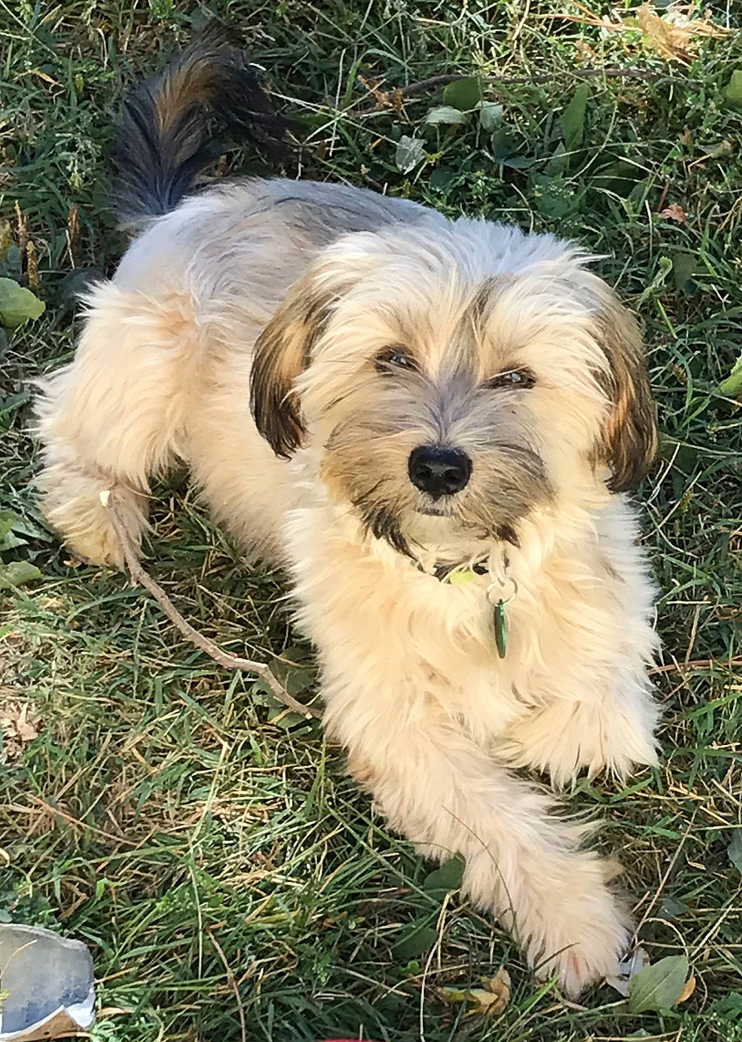 Oby a rejoint le concours — aidez-le/la à gagner de superbes lots ! bosnian_coarse_haired_hound, briquet_griffon_vendeen, canidae, carnivore, catalan_sheepdog, companion_dog, dog, dog_breed, dutch_smoushond, havanese, mammal, petit_basset_griffon_vendeen, poodle_crossbreed, pyrenean_shepherd, sapsali, schnoodle, sporting_lucas_terrier, terrier, tibetan_terrier, vertebrate