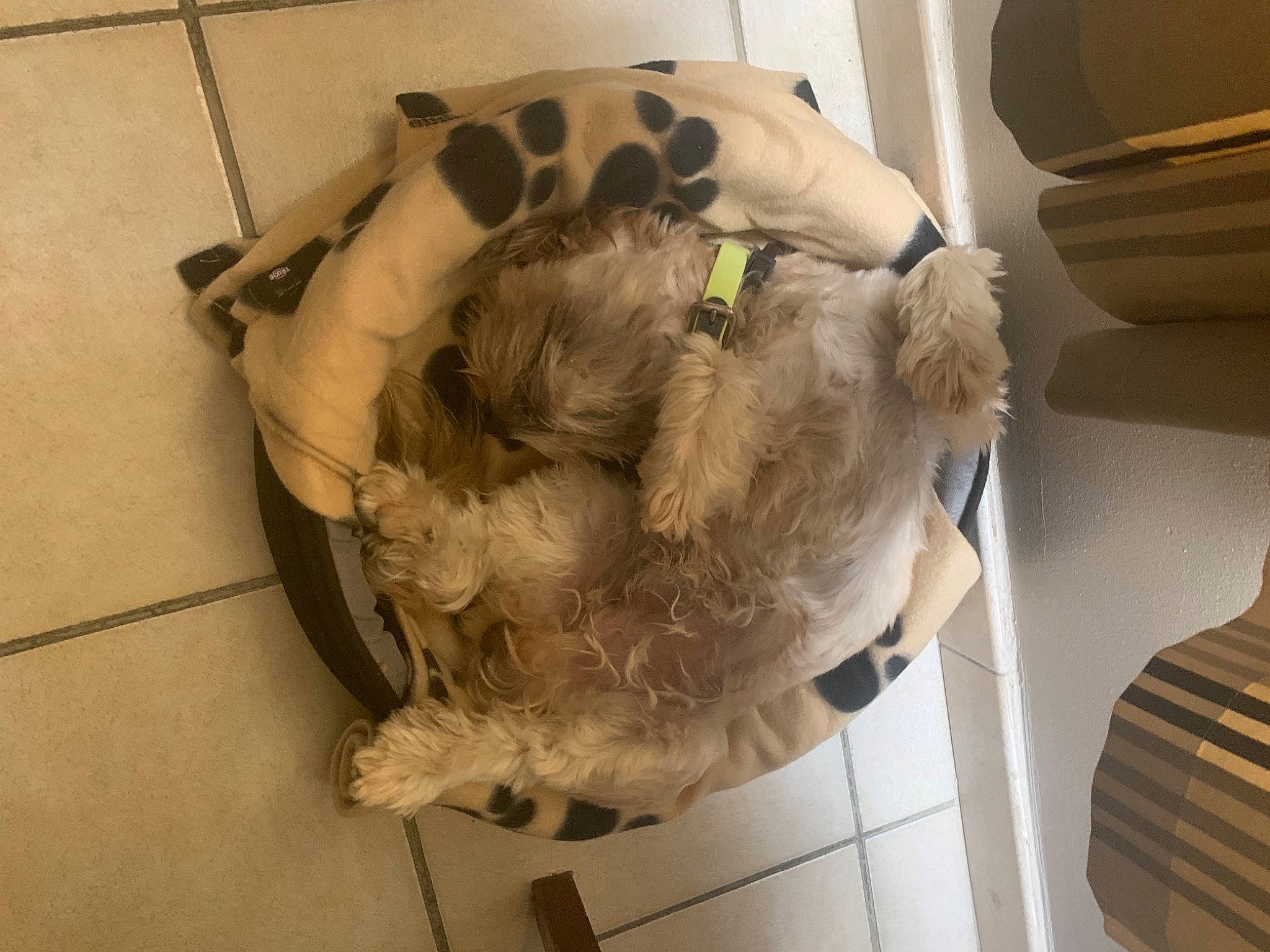 Oby a rejoint le concours — aidez-le/la à gagner de superbes lots ! american_cocker_spaniel, canidae, carnivore, dog, dog_breed, fur, miniature_schnauzer, non_sporting_group, puppy, shih_tzu, spaniel, sporting_group, toy_dog