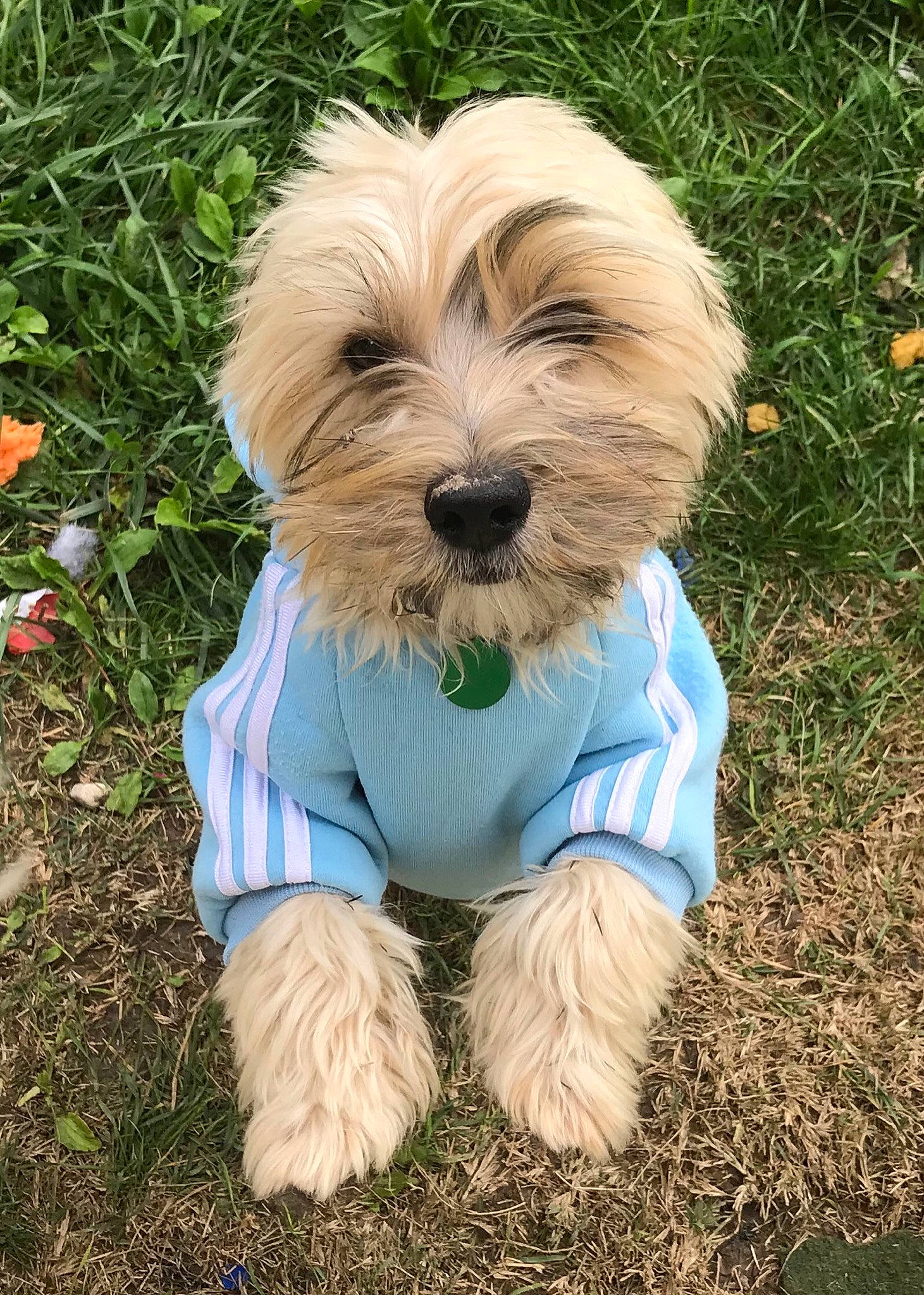 Oby participe au concours pour gagner de l'argent avec cette photo : cairn_terrier, canidae, carnivore, companion_dog, dog, dog_breed, dog_clothes, havanese, maltepoo, mammal, morkie, puppy, rare_breed_dog, sapsali, schnoodle, small_terrier, sporting_lucas_terrier, terrier, toy_dog, vertebrate