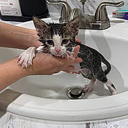 Siris is registered to the contest to win money with this photo: kitten, wet, bathroom_sink, hands, water, marble_countertop, tap, faucet, white_sink, pet_bath, cat, small_animal, wet_fur, indoor, marble_surface, cleaning, animal_care, cute, young_cat, domestic_cat