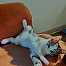Siris joined the competition — help win amazing prizes! cat, kitten, couch, orange_couch, sunlight, shadow, relaxed, indoor, pet, feline, white_and_gray_cat, curious, fur, whiskers, paw, ears, domestic_cat, home, animal, cute